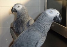 Afrikaanse grijze papegaai beschikbaar