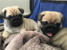 mannelijke en vrouwelijke pug puppy's