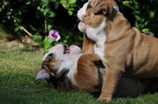 Engels bulldog puppies