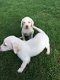 Geregistreerde labrador puppies - 1 - Thumbnail