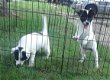 Akita-puppy's beschikbaar - 1 - Thumbnail