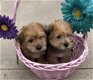 mooie mannelijke en vrouwelijke yorkiepuppies. - 1 - Thumbnail