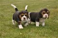 Mooie Beagle Puppies - 1 - Thumbnail