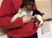 Gezond huis hief Jack Russell pups beschikbaar - 1 - Thumbnail