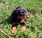 Home Raised Doberman puppy's beschikbaar - 1 - Thumbnail