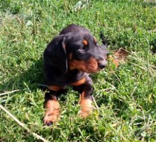 Home Raised Doberman puppy's beschikbaar