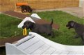 Rasechte Labrador Puppies Beschikbaar - 1 - Thumbnail
