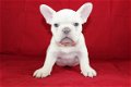 Mooie Franse Bulldog Puppies die ik geef op voor adoptie - 1 - Thumbnail