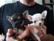Twee Mooie Chihuahua Puppies - 1 - Thumbnail