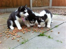 Uitstekende Siberische Husky Puppies