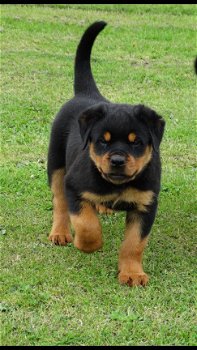 Mannelijke en vrouwelijke Rottweiler puppies voor dierenliefhebbers. - 1