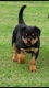 Mannelijke en vrouwelijke Rottweiler puppies voor dierenliefhebbers. - 1 - Thumbnail