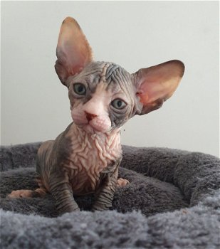 twee nestjes van Sphynx kittens - 1