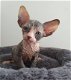 twee nestjes van Sphynx kittens - 1 - Thumbnail