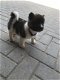 twee Akita-pups klaar voor gratis adoptie - 1 - Thumbnail