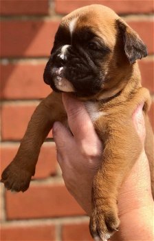 Boxer puppy's beschikbaar - 1