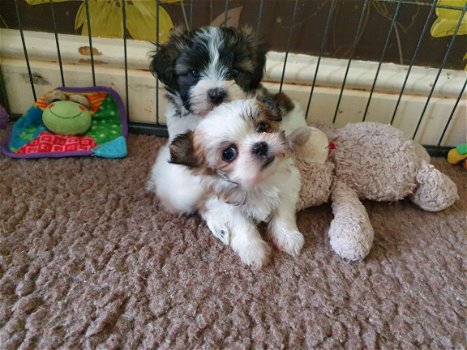 Stamboom Shih Tzu-puppy's beschikbaar - 1