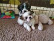 Stamboom Shih Tzu-puppy's beschikbaar - 1 - Thumbnail