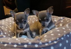 Twee schattige Chihuahua-puppy's