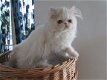 Perzische kat voor een nieuwbouwwoning - 1 - Thumbnail