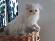Perzische kat voor een nieuwbouwwoning