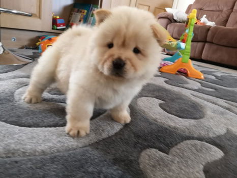 Gezonde Chow chow Mannelijke en vrouwelijke puppy klaar - 1