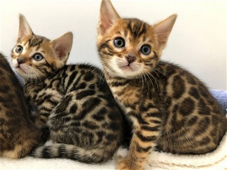 Bengal kittens available., - 1