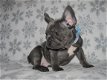 FRANSE BULLDOG PUPPIES - 1 - Thumbnail