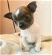 Twee schattige Chihuahua-puppy's - 2 - Thumbnail