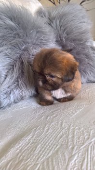 Stamboom Shih Tzu Pups - 1