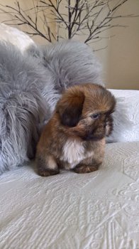 Stamboom Shih Tzu Pups - 2