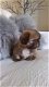 Stamboom Shih Tzu Pups - 2 - Thumbnail