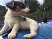 twee Jack Russell-pups - 1 - Thumbnail