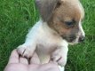 twee Jack Russell-pups - 2 - Thumbnail