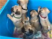 Registreerde Pugs Puppies - 1 - Thumbnail