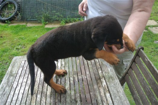 Mannelijke en vrouwelijke Rottweiler puppies - 1