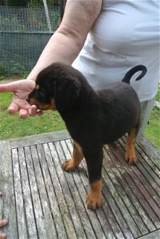 Mannelijke en vrouwelijke Rottweiler puppies - 2