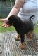 Mannelijke en vrouwelijke Rottweiler puppies - 2 - Thumbnail