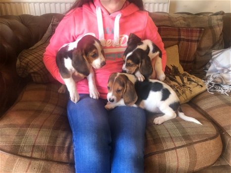 Mooie en gezonde Beagle pups - 1