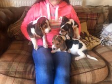 Mooie en gezonde Beagle pups