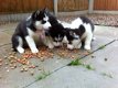 Uitstekende Siberische Husky Puppies - 1 - Thumbnail