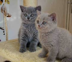 Uitstekende Britse korthaar kittens voor adoptie. - 1