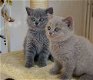 Uitstekende Britse korthaar kittens voor adoptie. - 1 - Thumbnail