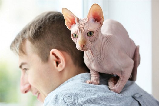 Uitstekende Sphynx kittens voor adoptie...... - 1