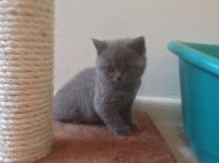 Brits korthaar kittens voor adoptie Man & Vrouw - 1