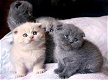 Scottish Fold Kittens Kitten - 1 - Thumbnail