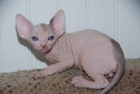 Blue Eyed Sphynx Kittens nu klaar