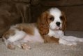 Cavalier king charles teefje - 1 - Thumbnail