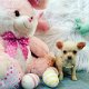 Chiweenie puppy's - 1 - Thumbnail