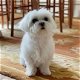 Stamboom Maltese puppy's - 1 - Thumbnail